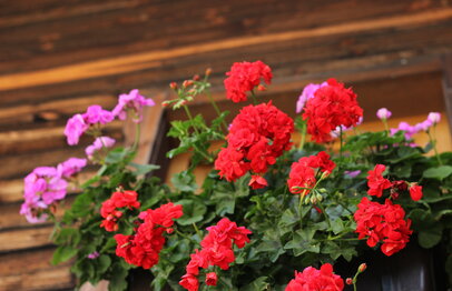 Balkonblumen