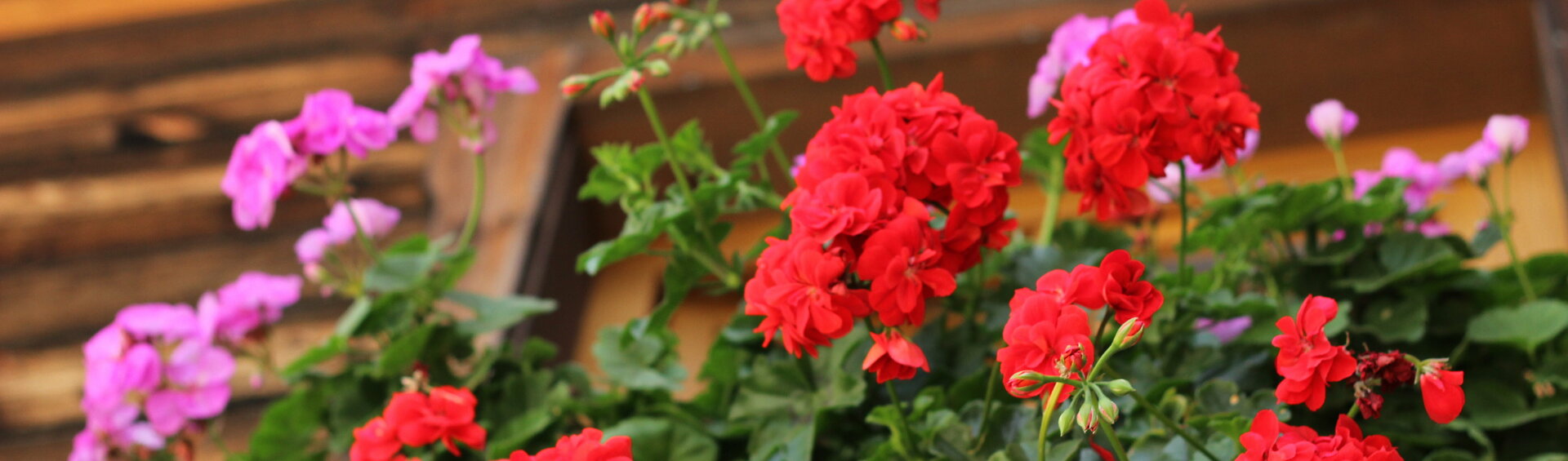 Balkonblumen