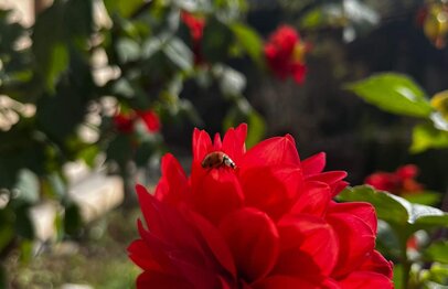 Blumen vor dem Ferienhaus