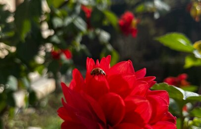 Blumen vor dem Ferienhaus