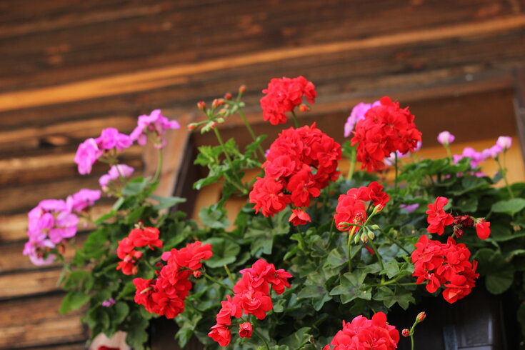 Balkonblumen